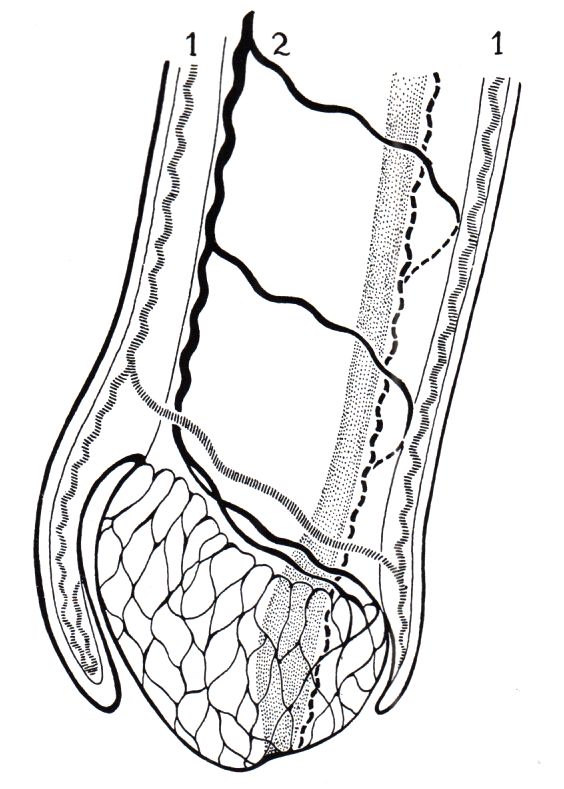 Lymphgefäße des Penis