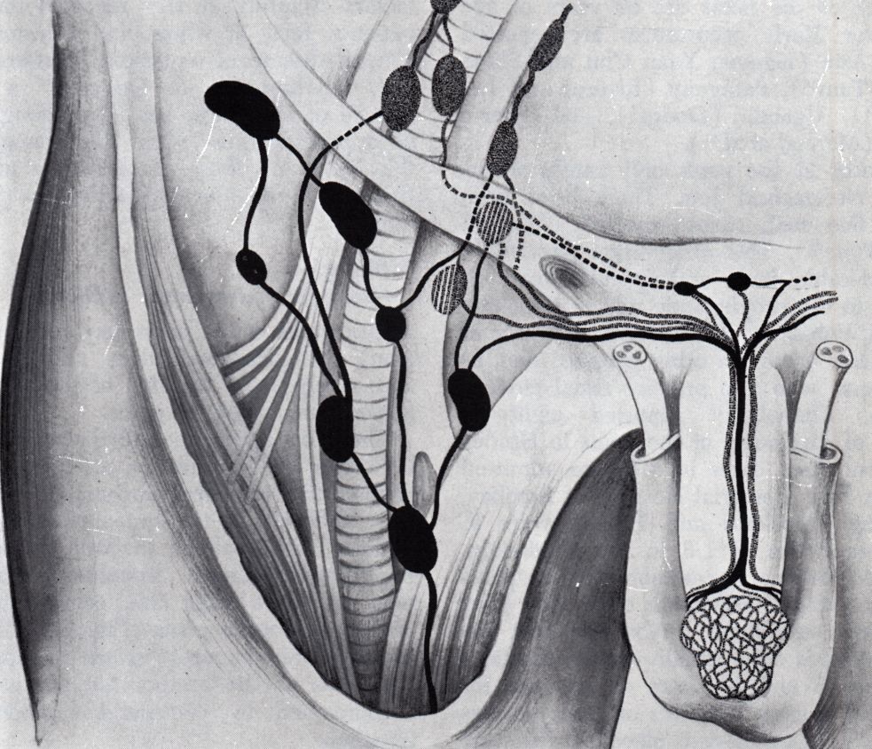 Lymphabfluss des Penis